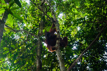 Orangutan (Pongo pygmaeus), Semenggoh Nature Reserve, Sarawak, Malaysian Borneo, Malaysia.