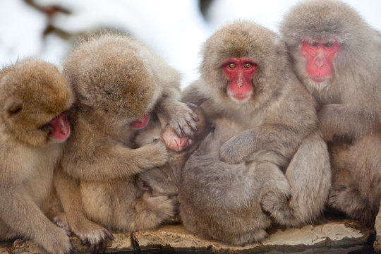 Japanese macaque (Macaca fuscata), Snow monkey, Joshin-etsu National Park, Honshu, Japan
