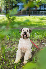 Fototapeta premium Vertical photography of sitting pretty Beige dog in grass with copy space