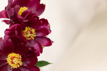 Background with peonies. Burgundy peonies on light blurred background with space for copywriting. Frame for text with flowers. Greeting card with peonies.