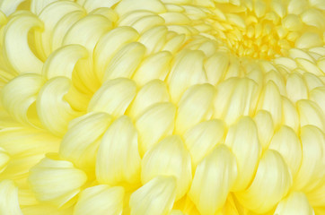 Japan, Mie, Ise Shrine, Chrysanthemum