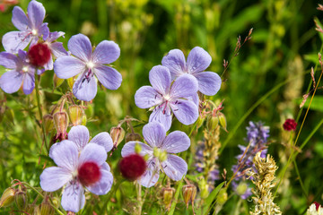 Mountain hike, rich wild flowers, Lake Hovsgol, Mongolia.