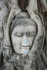 Fototapeta na wymiar Sandstone head of Buddha surrounded by tree roots, Wat Yai Chaya Mongkol or The Great Temple of Auspicious Victory, Ayutthaya, Thailand