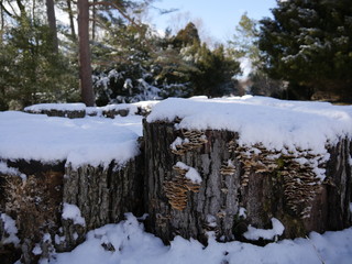 Tree stumps in winter