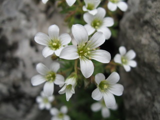 Small white wild flowers on rock close up spring nature background rocky hills spring nature background