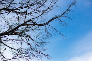 Trees without leaves in winter at a day with blue sky. Bare tree branches against the sky.