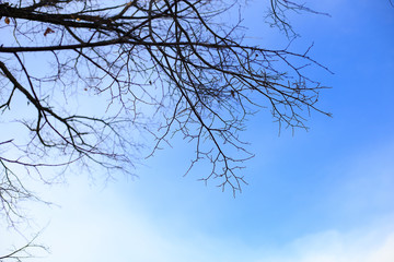 Trees without leaves in winter at a day with blue sky. Bare tree branches against the sky.