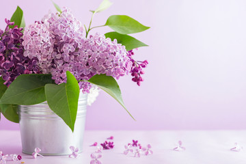 blooming lilac on a purple background