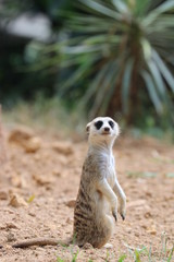 Fototapeta premium Close up Standing Meerkat on the ground