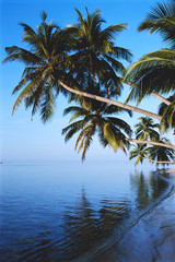 Naklejka na ściany i meble Maldives, Felidhu Atoll, Palm tress on beach