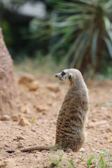 Fototapeta premium Close up Standing Meerkat on the ground
