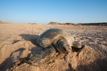 Green turtle, Ras Al Jinz, Oman.