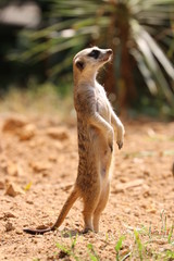 Close up Standing Meerkat  on the ground