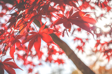 Red maple leaves in autumn season with blurred background, taken from Japan.