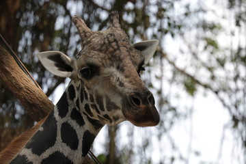 Fototapeta premium Close up Cute Giraffe Face