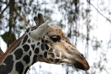 Close up Giraffe's face