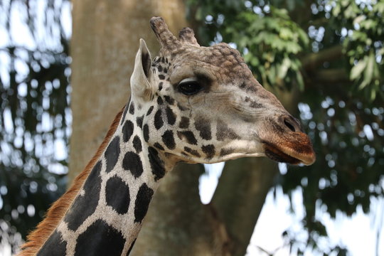 Close up Cute Giraffe Face