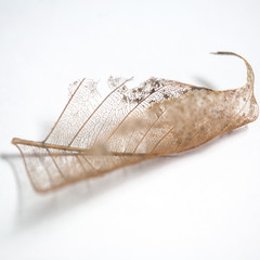 Closeup leaf isolated white background 