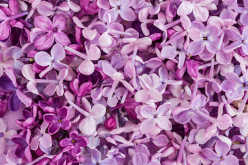 blooming lilac on a purple background