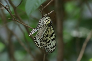 Close up Yellow Butterfly with Black Pattern