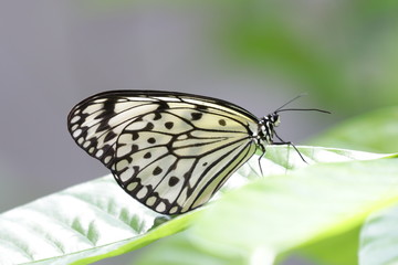Close up Butterflies of Europe - Melanargia galathea , Black ornament on Light Yellow Wings