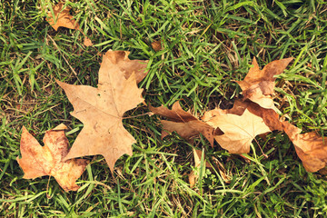 yellow fallen leaves on the grass. autumn nature background.