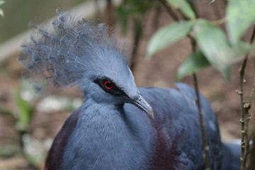 Victoria Crowned Pigeon Bird