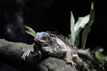 iguana on tree