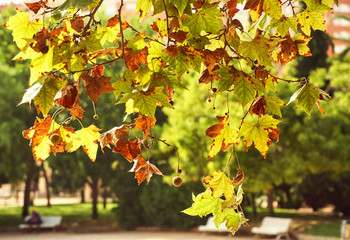 sycamore branch with yellow leaves in a park. autumn nature background.