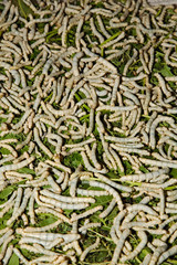 Silkworms, Chiang Mai, Thailand