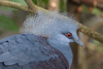 Close up Victoria Pigeon Bird with Red Eyes