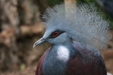Close up Victoria Pigeon Bird with Red Eyes