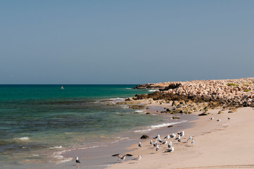Ras Al Hadd, Oman