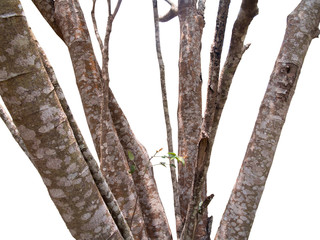 Dry branch with sunlight, Isolated on white background