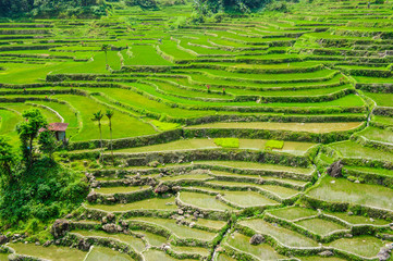 Hapao Rice Terraces, part of the World Heritage Site Banaue, Luzon, Philippines