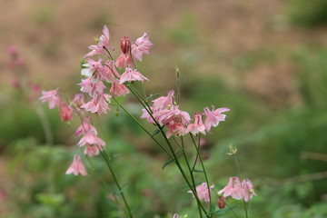flowers Aquilegia vulgaris close to shallow depth of field