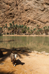 Wadi Al Shab, Oman.