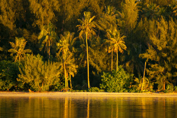 Palm trees with sunrise light at Moorea island in Tahiti French Polynesia