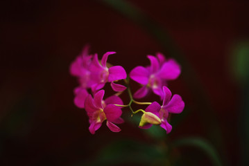 Fototapeta na wymiar Sri-Lanka, Kandy, Peradeniya Botanical Gardens, orchids