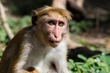 Sri Lanka, Tissamaharama, Yala National Park, Ruhuna National Park, Section 1. Toque macaque (Macaca sinica) Old World monkey endemic to Sri Lanka, rilewa or rilawa.