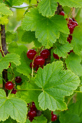 Red currant on a branch of a bush during summer on the local farm of Ontario, Canada vertical photo