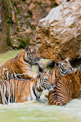 Indochinese tiger or Corbett's tiger (Panthera Tigris corbetti), Thailand