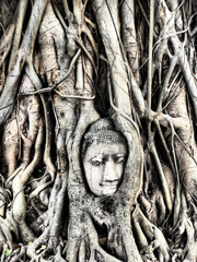 Southeast Asia, Thailand, Ayutthaya, the head of the sandstone Buddha image in roots of Bodhi tree