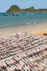 Thailand, Prachuap Khiri Khan. Ao Manao beach. Squid on drying racks.