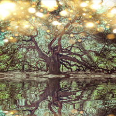Angel Oak Tree on John's Island, South Carolina. This tree is located near Charleston and is over...