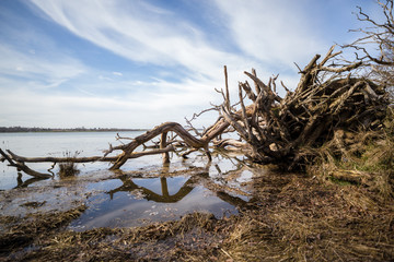 Naklejka premium A dead fallen tree that has fallen into a river. There is a reflection of the tree in the water of river while it is at high tide