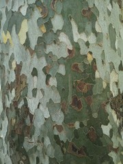 southern tree bark, smooth to the touch and even, greenish shades like camouflage