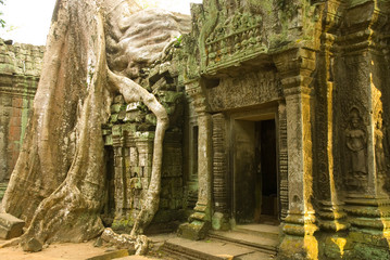 Naklejka premium Kambodża. Siem Reap. Ta Phrom. Drzewa kapoków pokrywające zrujnowaną świątynię.