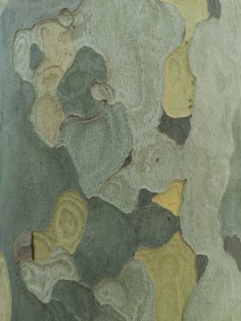 southern tree bark, smooth to the touch and even, greenish shades like camouflage