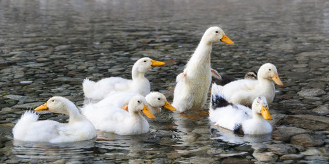 Olympos, Turkey. White ducks in stream.